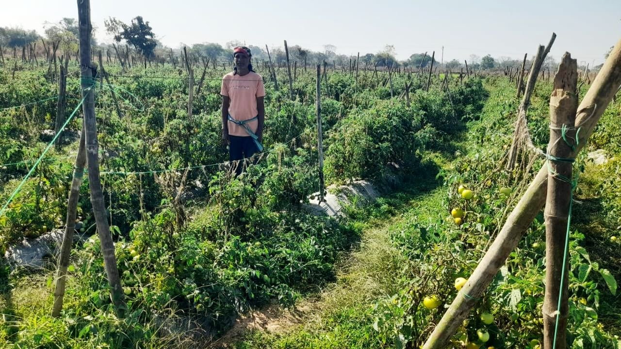 ग्राफ्टेड टमाटर की खेती से दुबेलाल का बढ़ा मुनाफा