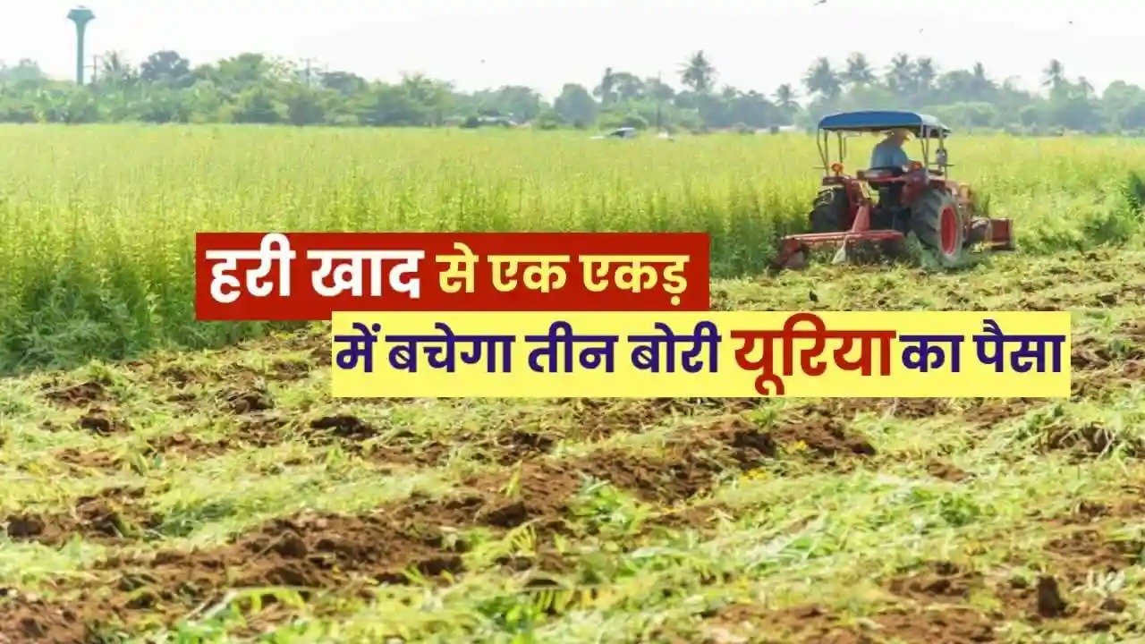 हरी खाद खेती में बढ़ेगा उत्पादन, मिट्टी की सेहत होगी बेहतर