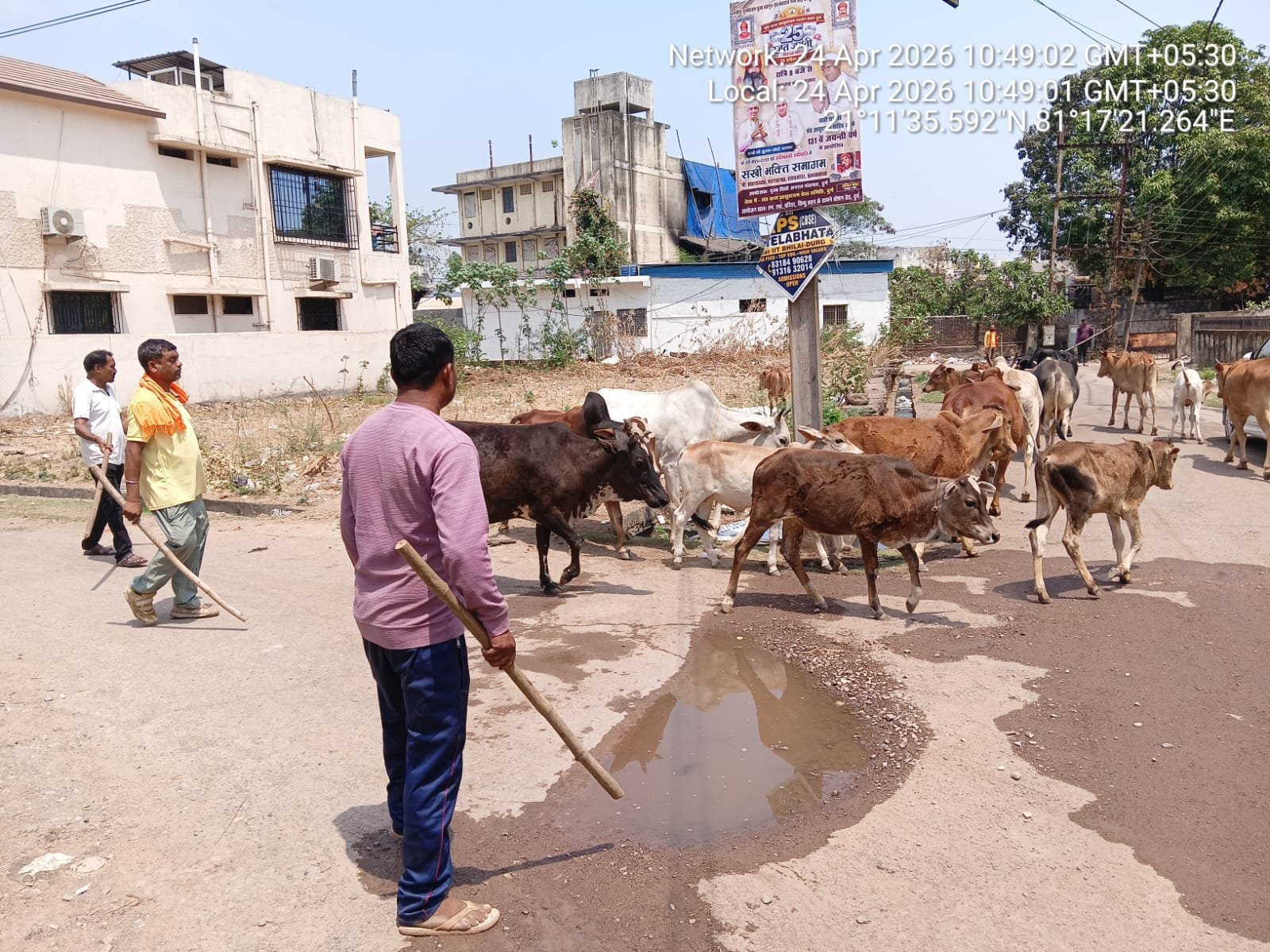 आवारा मवेशियों पर नियंत्रण के लिए निगम का विशेष अभियान शुरू