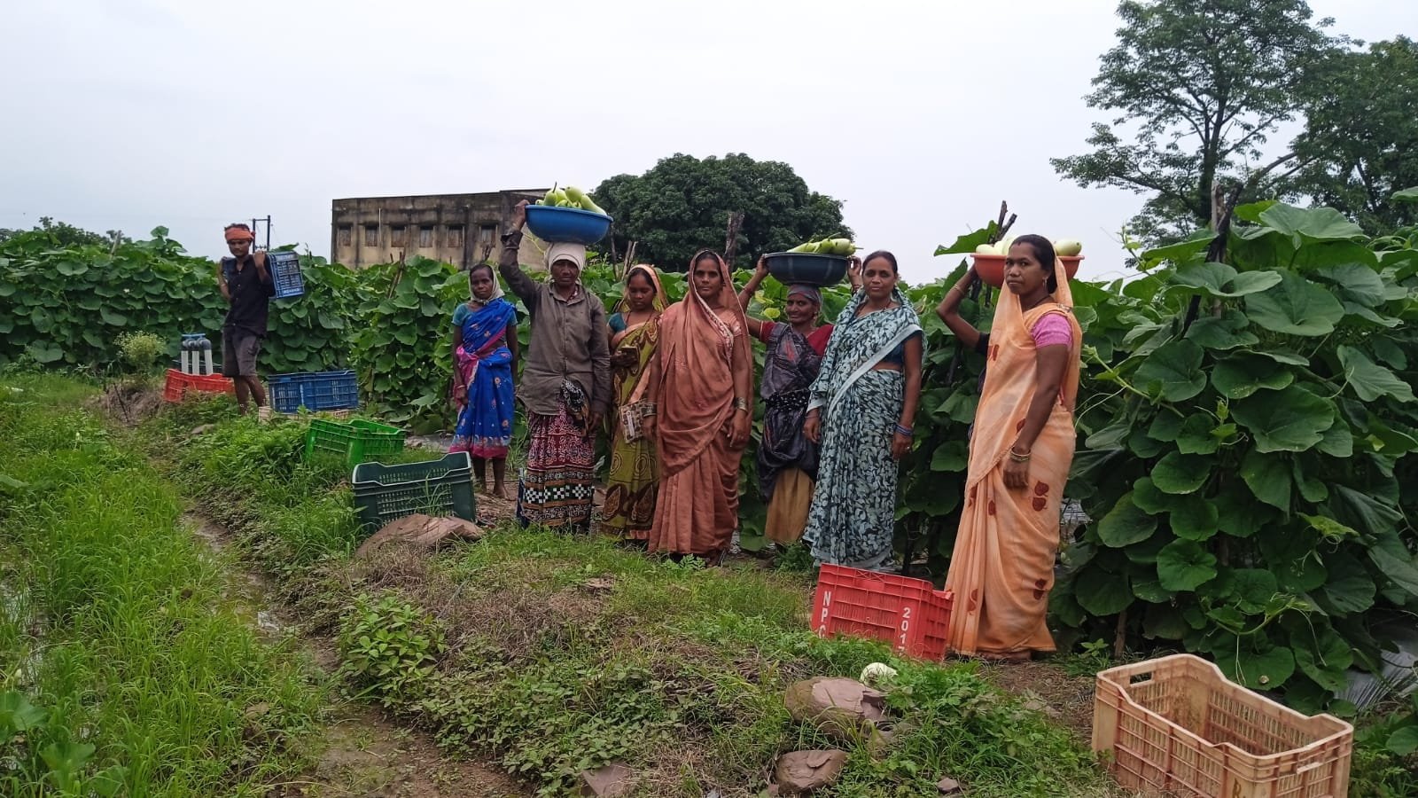 बिहान से बदली राह 35 महिला किसानों ने 600 क्विंटल सब्जी उगाकर लिखी सफलता की नई कहानी