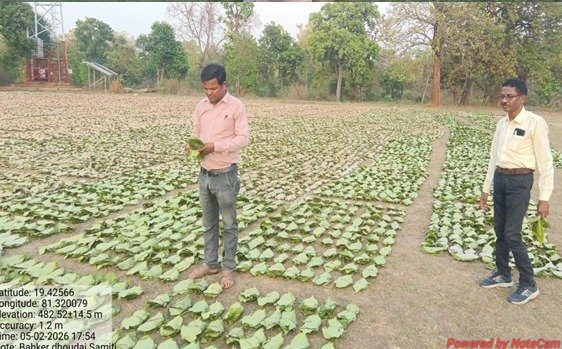 तेन्दूपत्ता संग्रहण की नई पहल से अबुझमाड़ के 22 गांवों को मिला लाभ