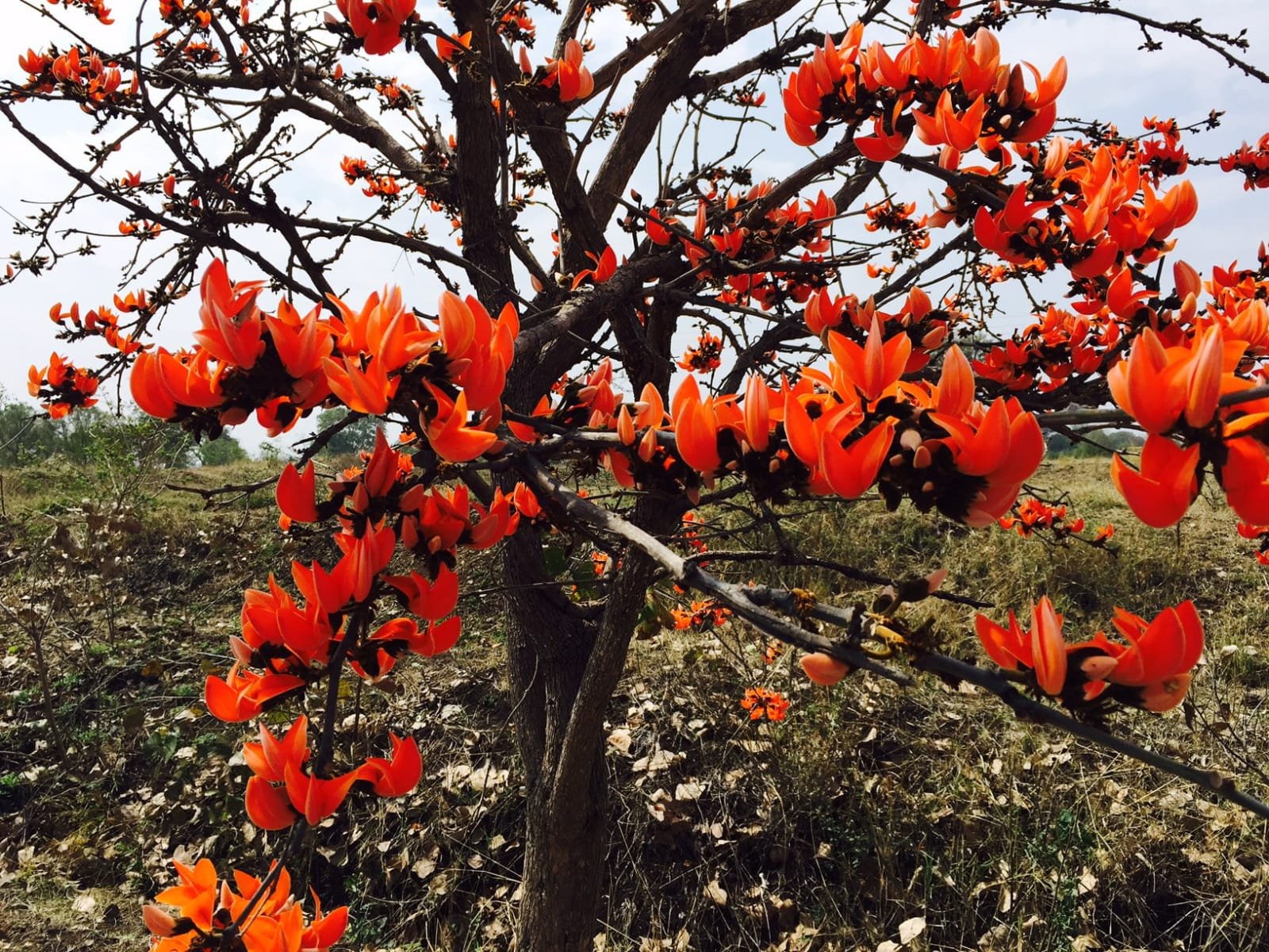 सफलता की कहानी