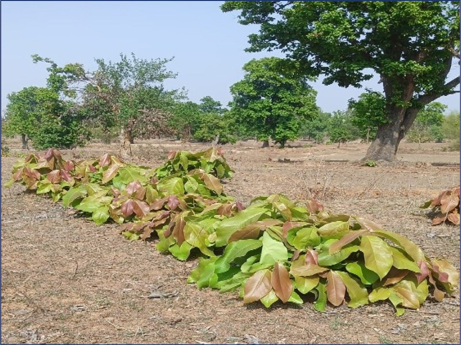 Image after paragraph