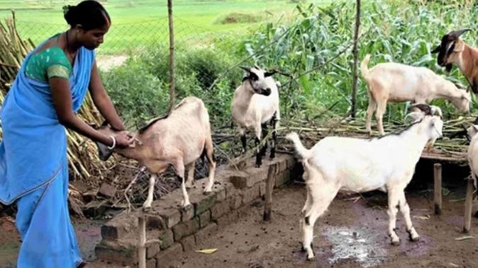 छत्तीसगढ़ के पहले अत्याधुनिक बकरी ब्रीडिंग एवं रिसर्च सेंटर की तैयारी