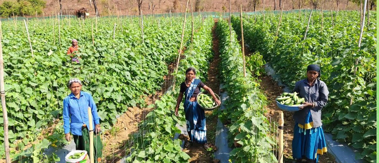 खीरा की खेती ने बदली सुभद्रा की जिंदगी बिहान योजना से बनी लखपति दीदी