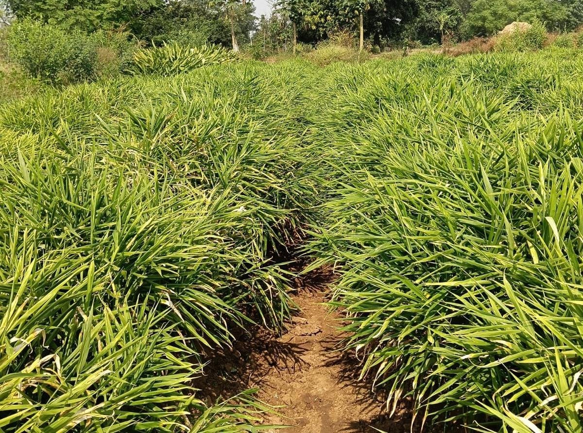 एक जिला एक उत्पाद योजना से बदली तस्वीर अदरक की खेती से दोगुना मुनाफा कमाया