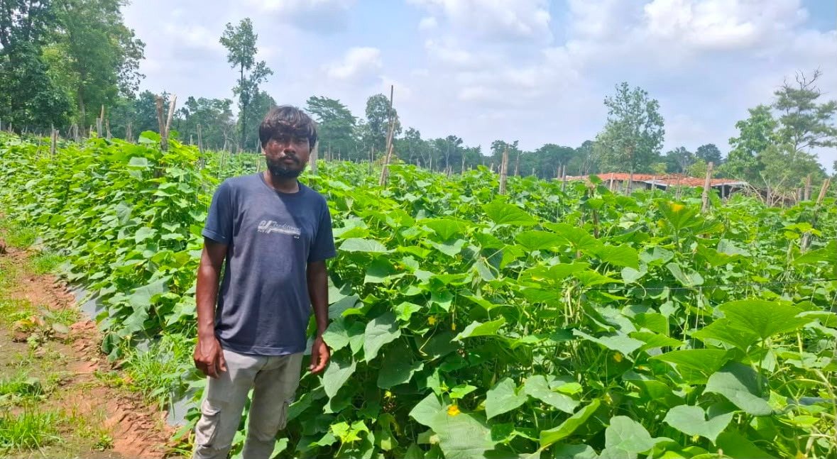 उद्यानिकी विभाग की योजना से बदली कमार कृषक की तकदीर *खीरे की वैज्ञानिक खेती बनी वरदान