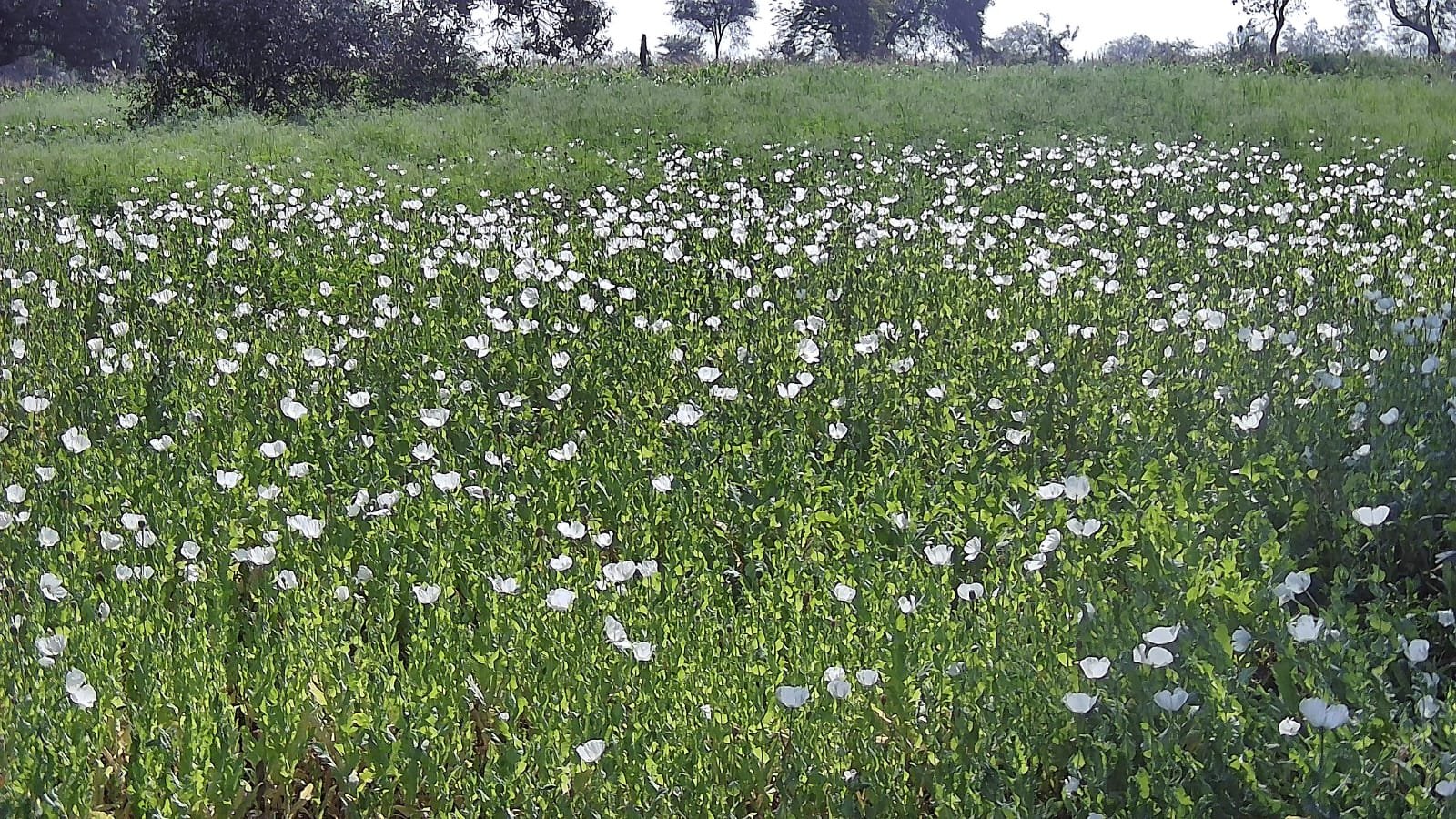 Image after paragraph