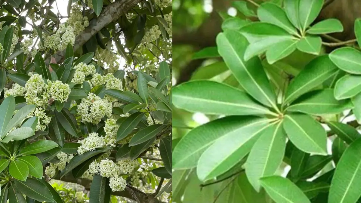 छत्तीसगढ़ में नहीं लगेंगे छातिम के पेड़ मंत्री ओपी ने की घोषणा, विधायक सोनी ने उठाया इससे अस्थमा फैलने का मामला