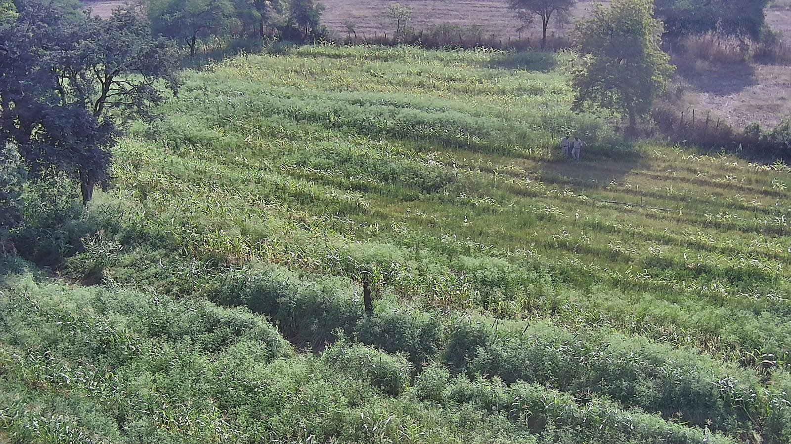 Image after paragraph