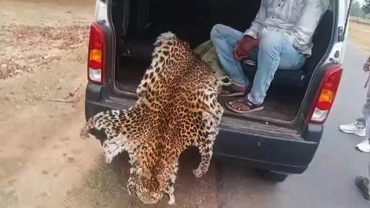 फरसगांव में वन विभाग की बड़ी कार्रवाई : तेंदुए की खाल तस्करी गिरोह का पर्दाफाश, 7 आरोपी गिरफ्तार